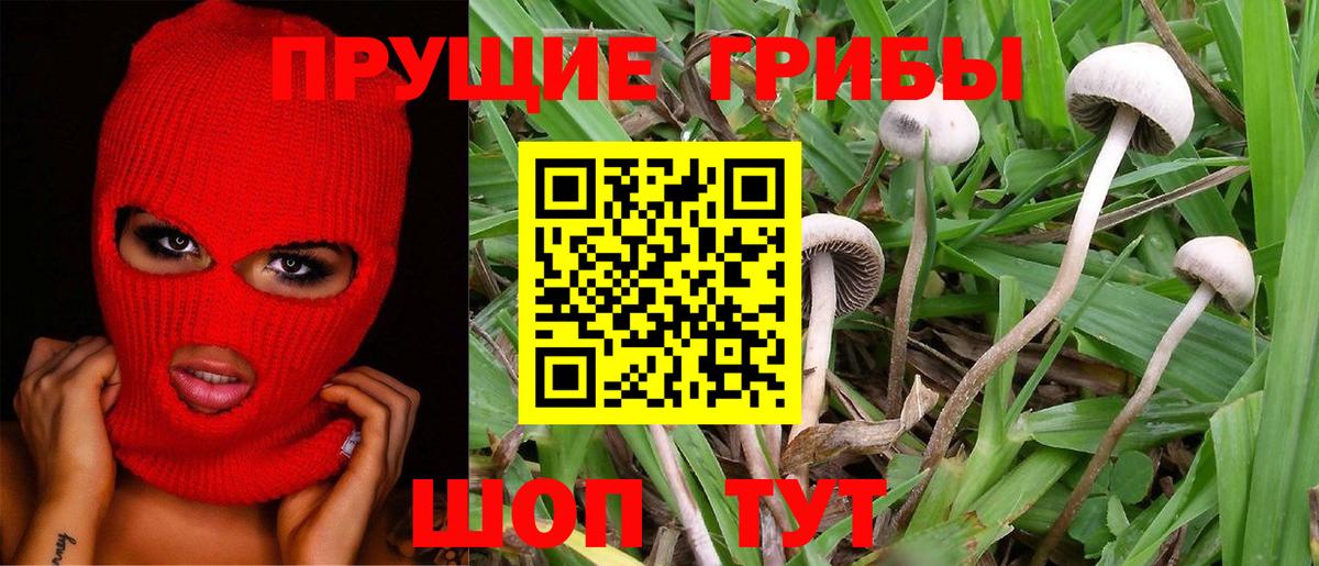 Галлюциногенные грибы Cubensis Кумертау